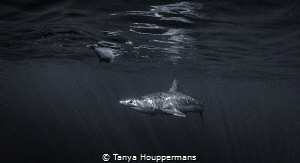 Mako in the Shadows
A mako shark off the coast of Rhode ... by Tanya Houppermans 